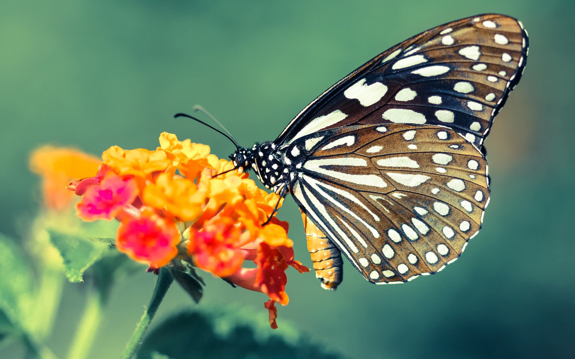 FIFA发文祝贺塞内加尔冬奥足球开门红,奥运会塞内加尔出场