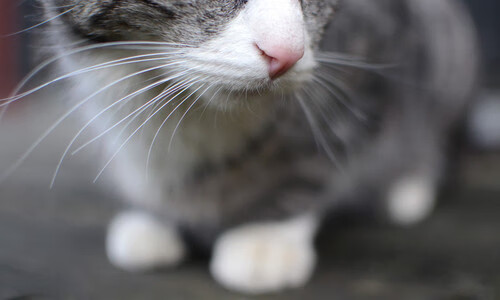 爱游戏-“极地奇景”——从雪山到海底的全球赛场亮点，极地海底世界冰雪乐园