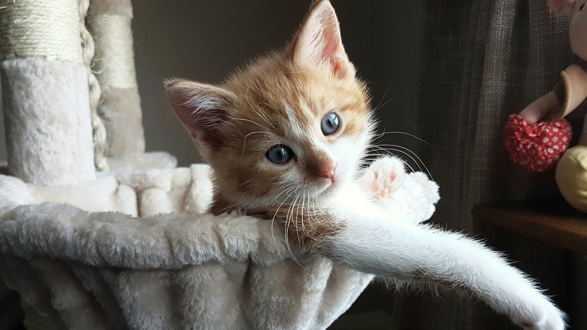 德甲高水平，球迷留言支持，德甲 球迷