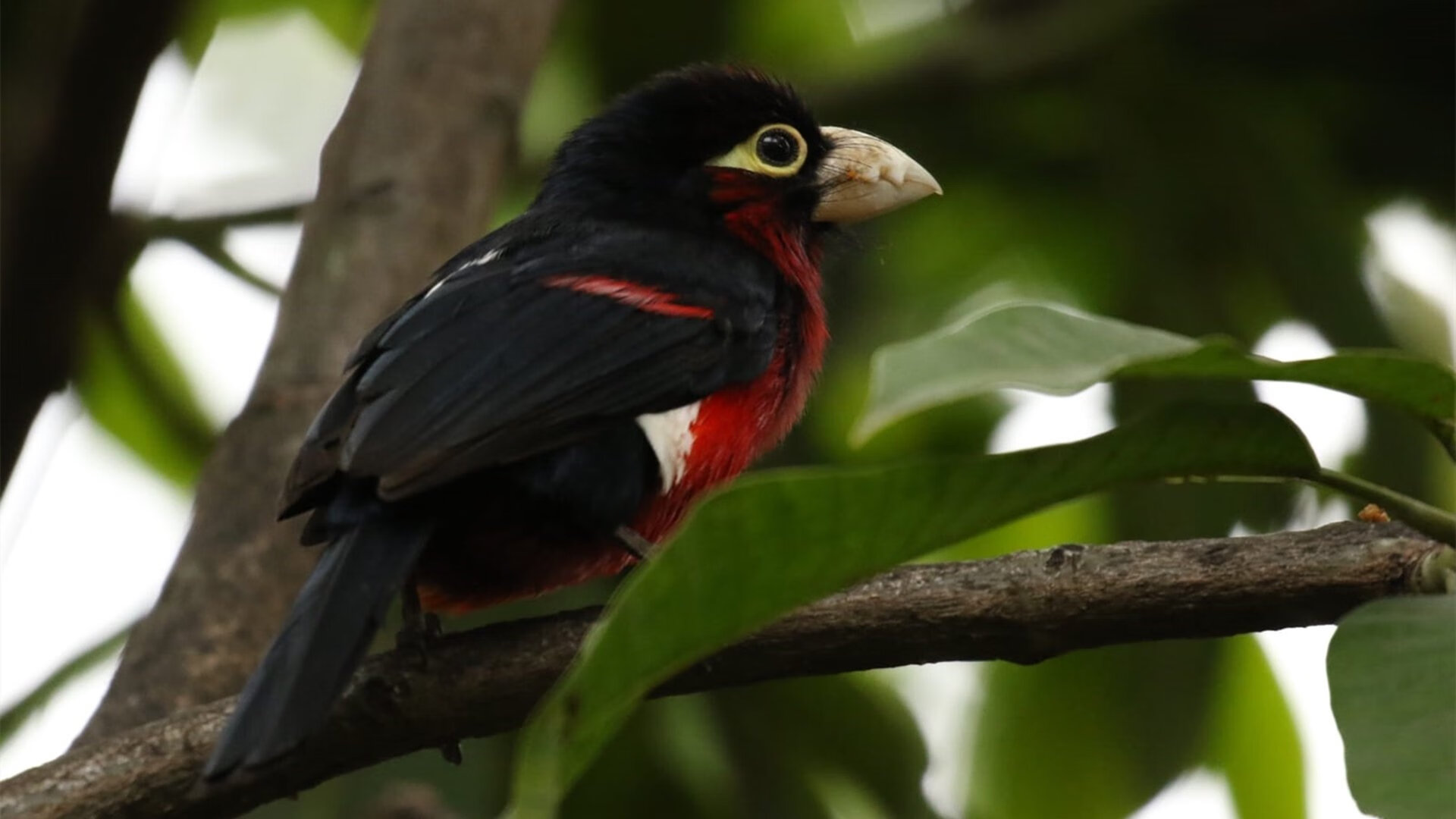 球迷创意:打造属于自己的“最佳阵容”投票活动,球迷氛围最好的球队