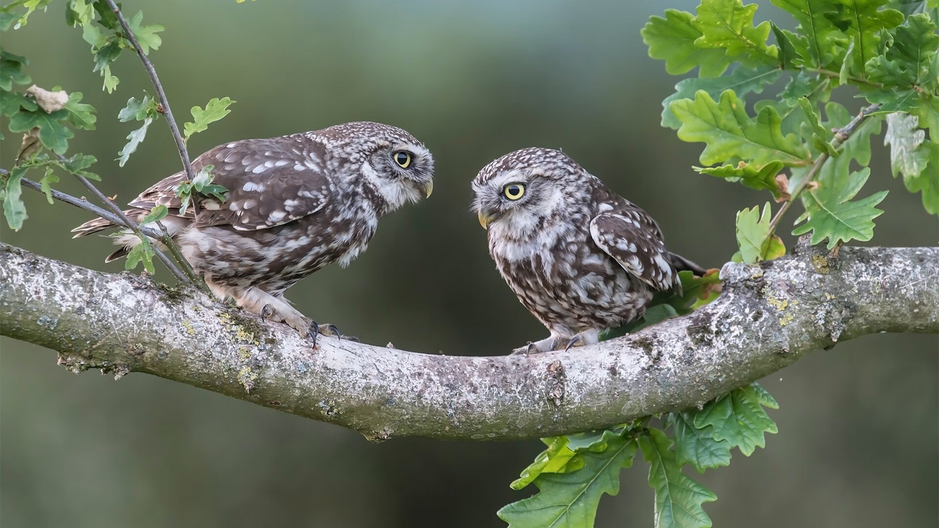 AYX体育官网-曼联后卫因伤缺席关键欧冠比赛，球队备战受影响，曼联欧冠阵容