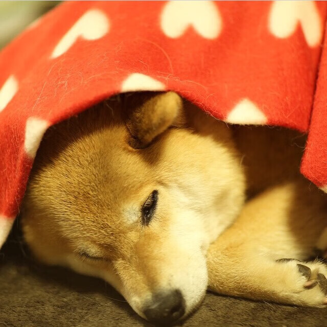 江苏迎来关键一战，期待全队团结进取，今天江苏一战到底的直播