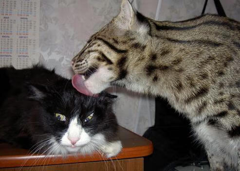 爱游戏体育（AYX）官方APP下载-河床攻防转换效率提高，河床改造