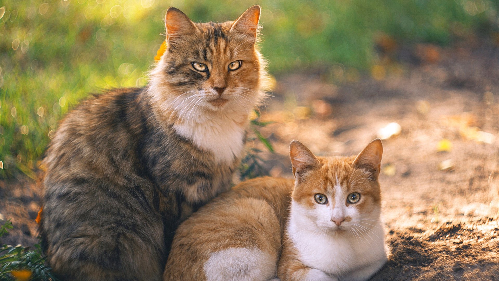 法国足球职业联赛竞争激烈,场面火爆,法国职业足球联盟