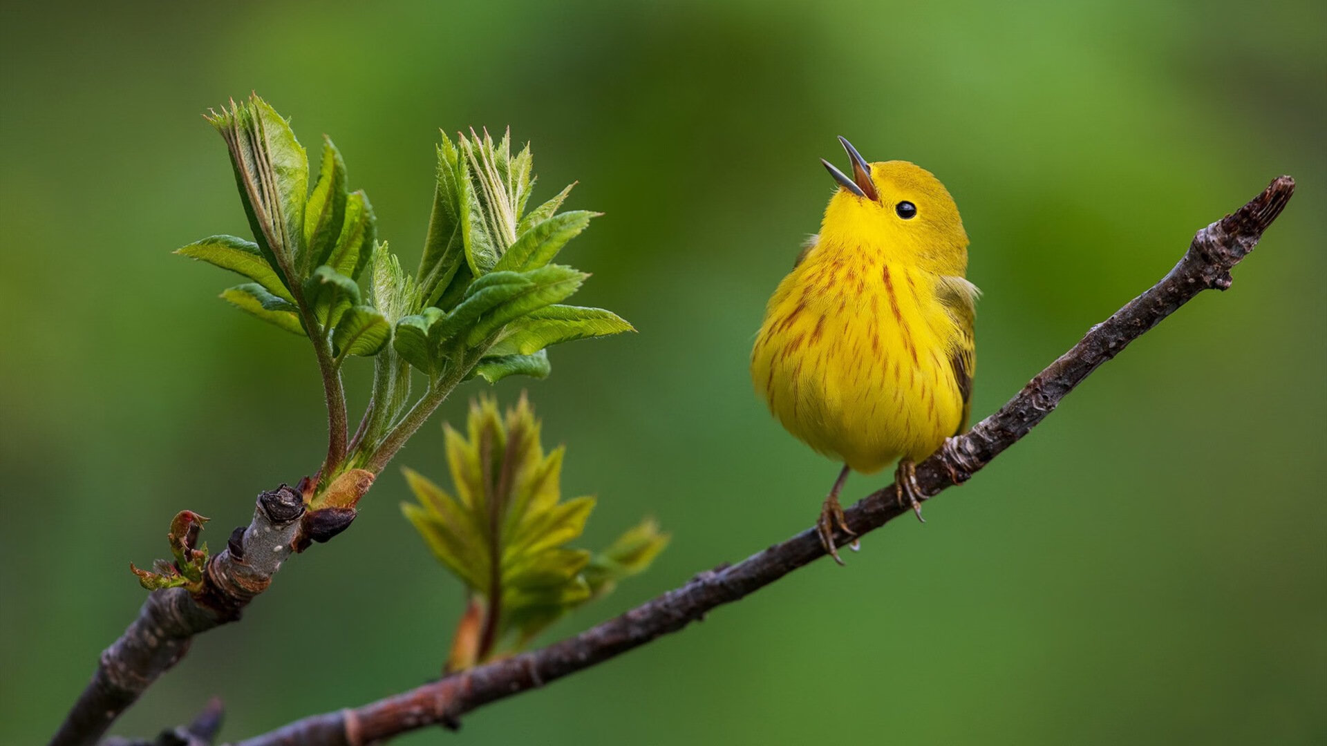爱游戏官网-激烈马术场地障碍赛压轴上演，马术场地障碍赛规则说明介绍