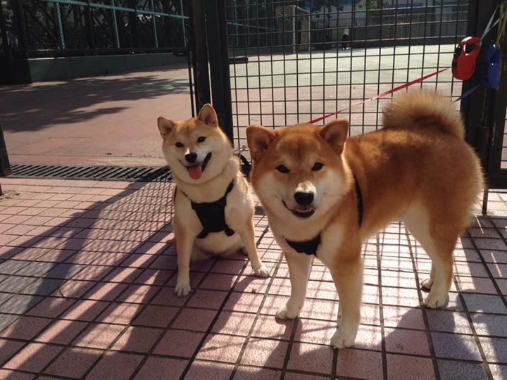 狼队客场挫败，连续不胜令人堪忧，狼队获胜