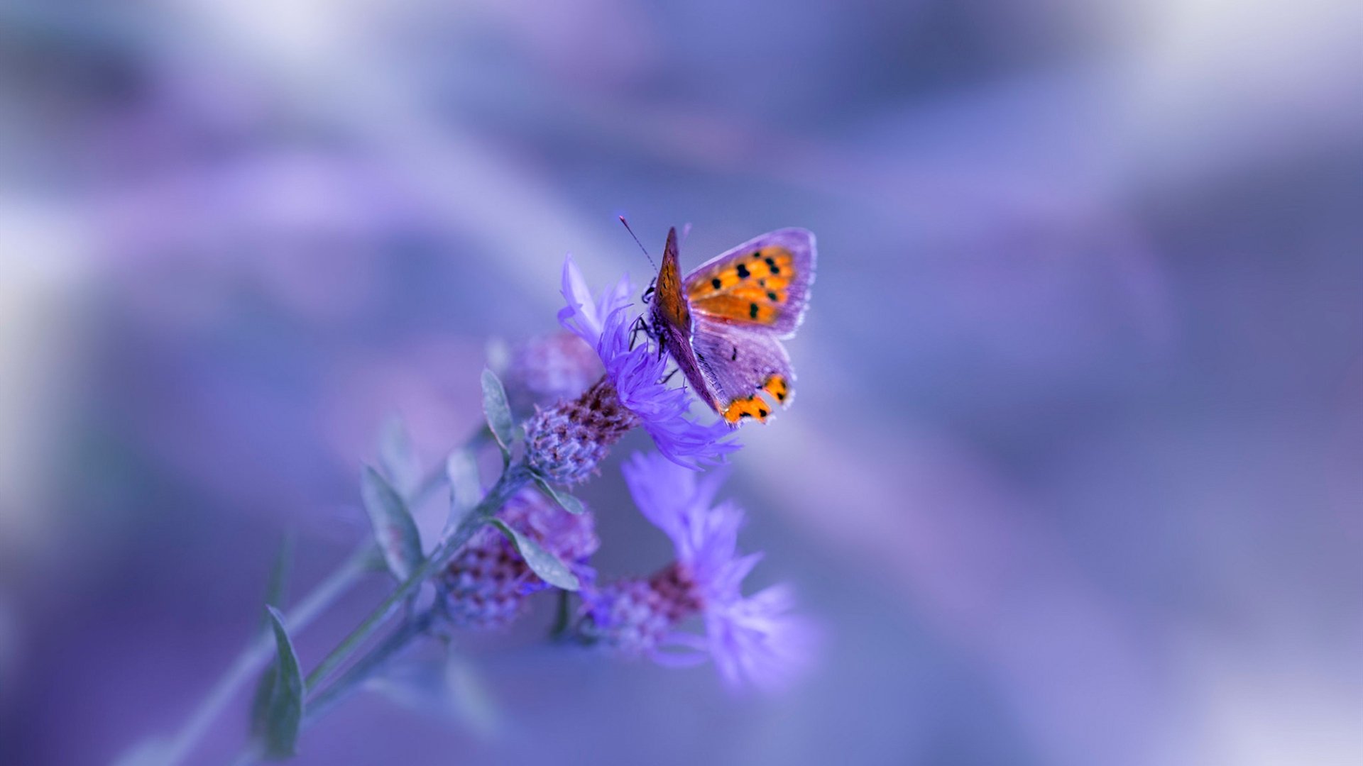 爱游戏娱乐网址-阿尔比塞特主场大捷，奏响胜利之歌，阿比埃塞