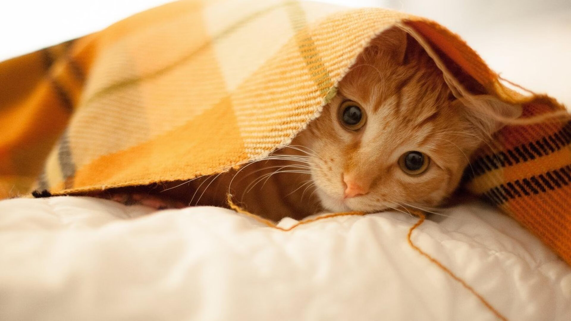 意甲球队视频分析系统提升防守站位和协防效率,意甲注重防守