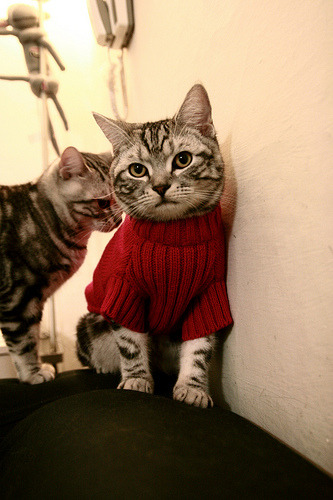 篮球专项技能教学创新及实战应用研究，篮球专项技术训练要点