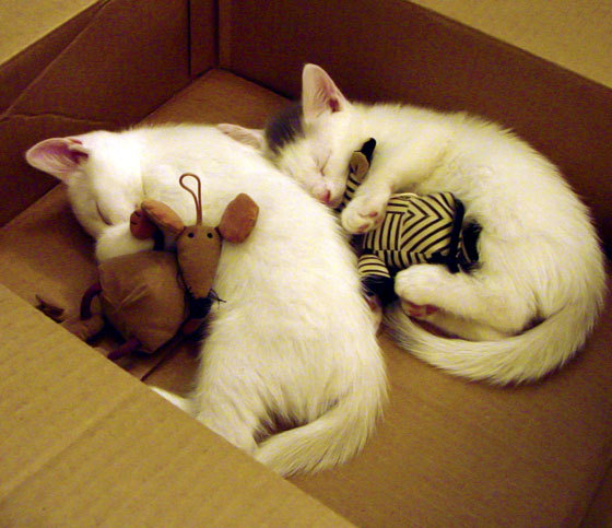 篮球运动员专项技能培训体系设计与创新研究,篮球技能培训心得体会