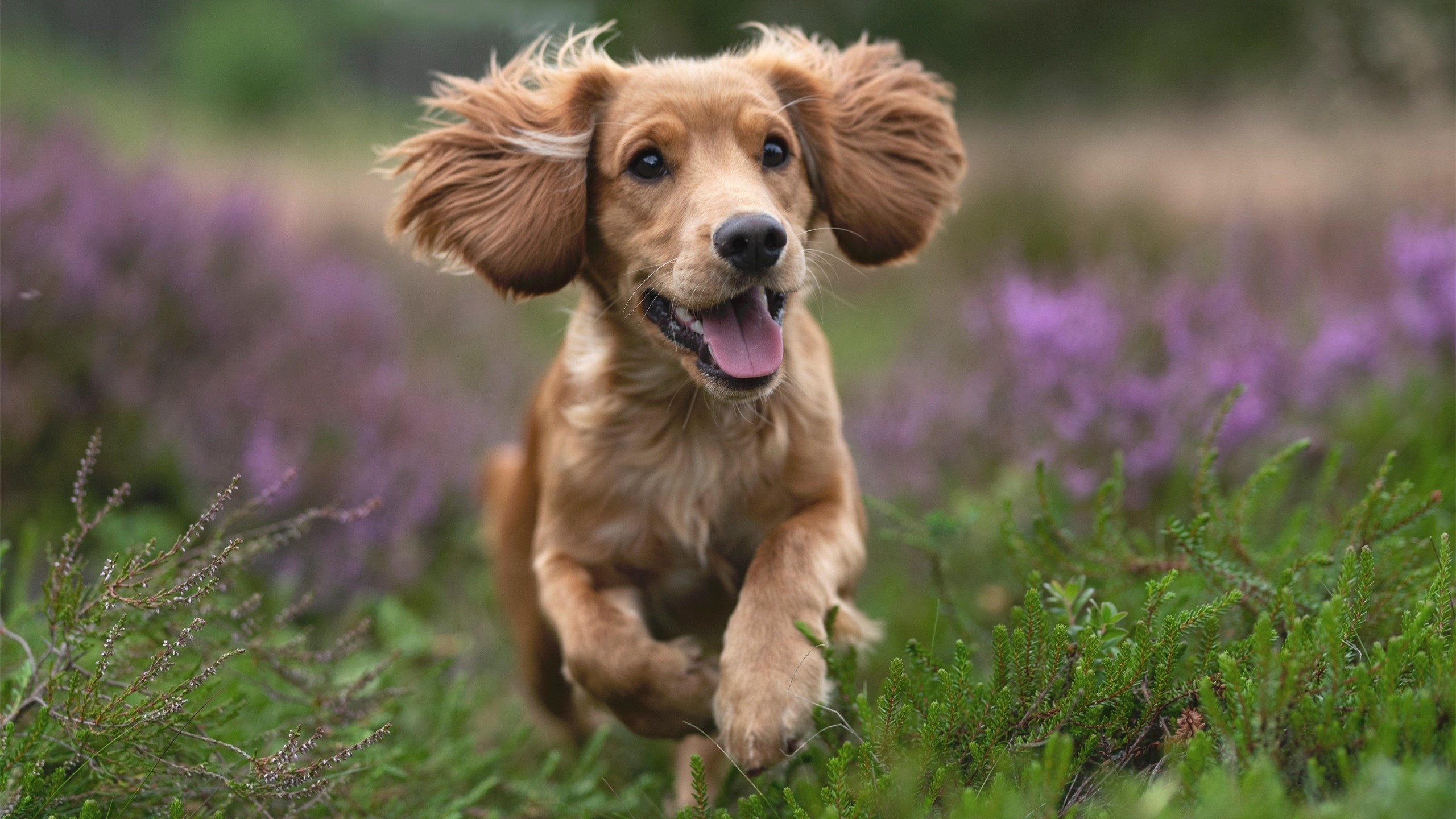 爱游戏app下载-中卫体能分布是否影响球队下半场防守效率，中卫客串中锋