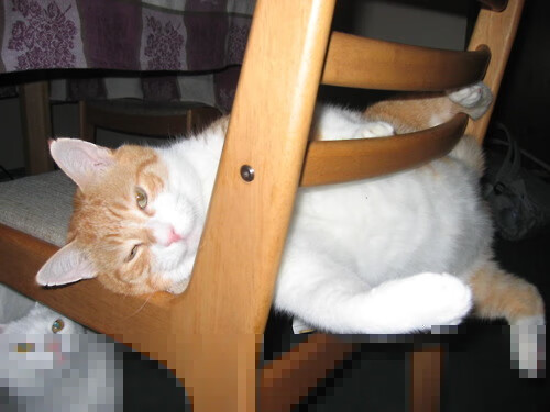 体育新闻中心主办体育数字版权保护法律论坛，体育法网