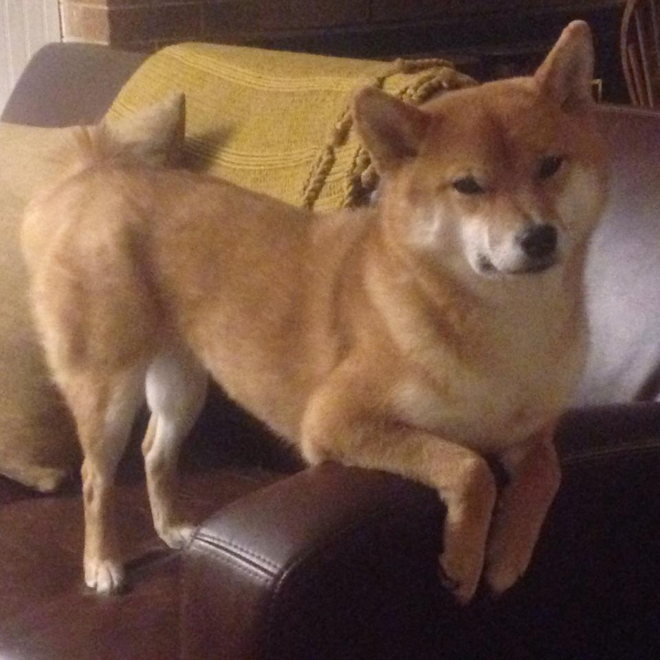 新赛季联赛引入积分系数制度变化,联赛积分阵营在哪