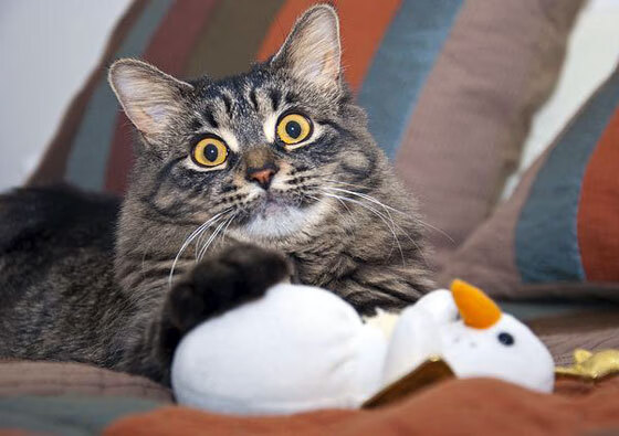 羽毛球混双新组合连胜晋级国际大赛四强,羽毛球系列赛