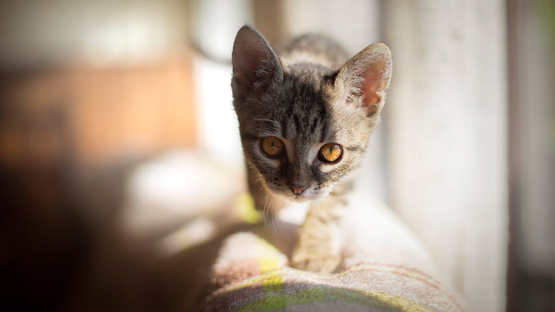 职业球队资金来源多元化探讨,球队支出