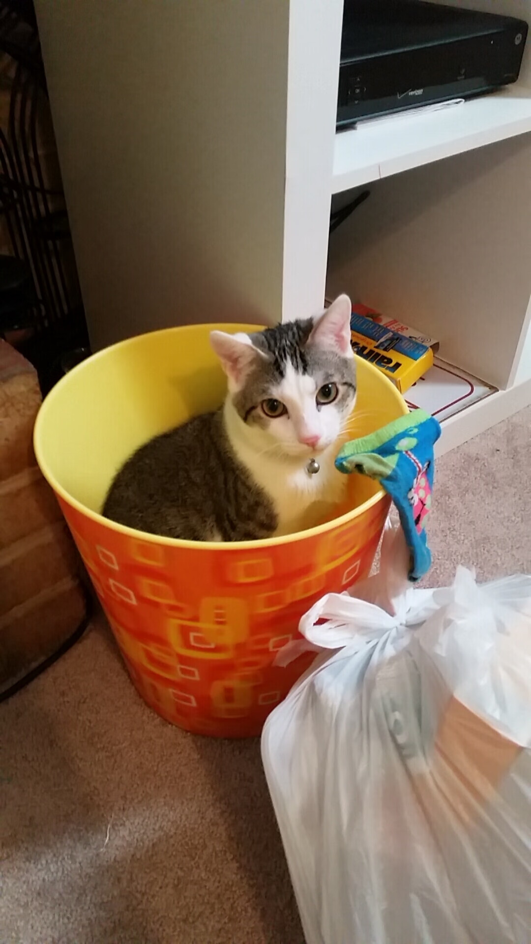 “埃尔斯·霍斯特全场最佳，南非羚羊队迎接世界杯”