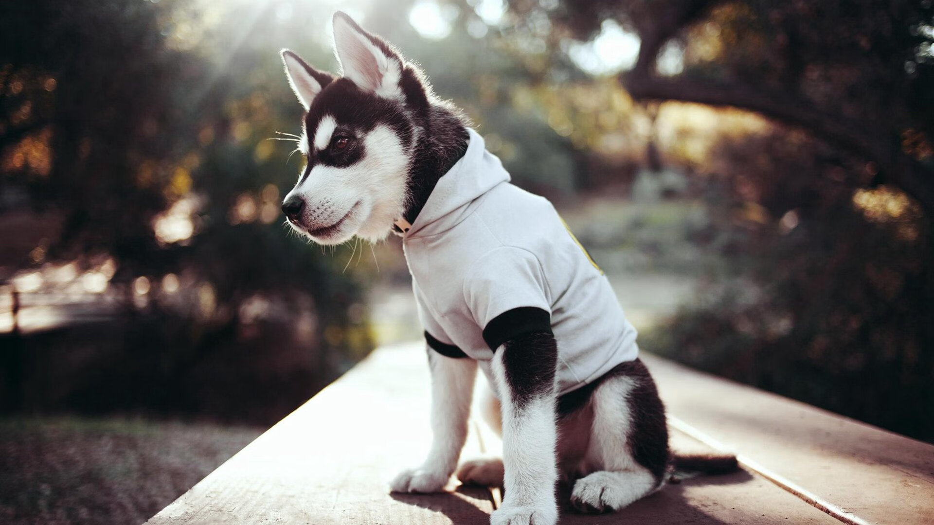 爱游戏娱乐-体育新闻中心上线赛事档案系统支持公开查询，最新的体育新闻报道在哪看