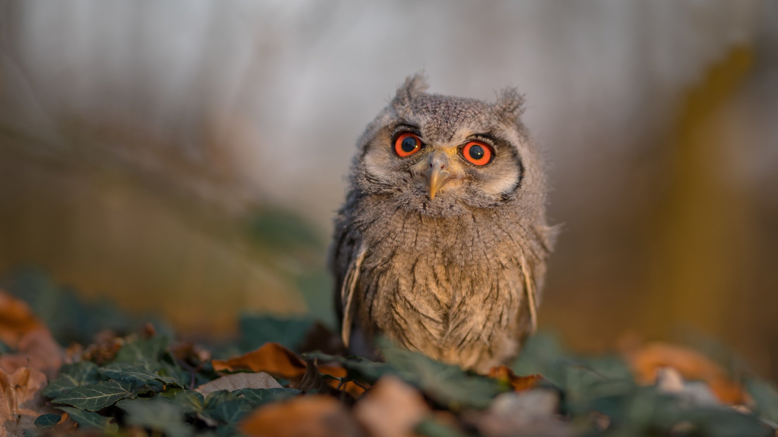 数字化青训平台实现数据交互,优化青少年培养路径,青年数字化转型