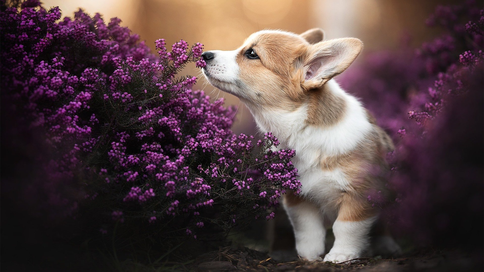 格鲁吉亚男篮在欧洲预赛中不断突破,揭秘新一代强队崛起,格鲁吉亚参加过欧洲杯吗