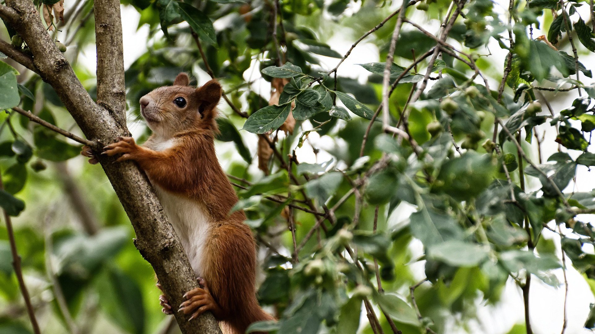比赛期间商业赞助激增,俱乐部收入大幅提升,赞助商对俱乐部的意义