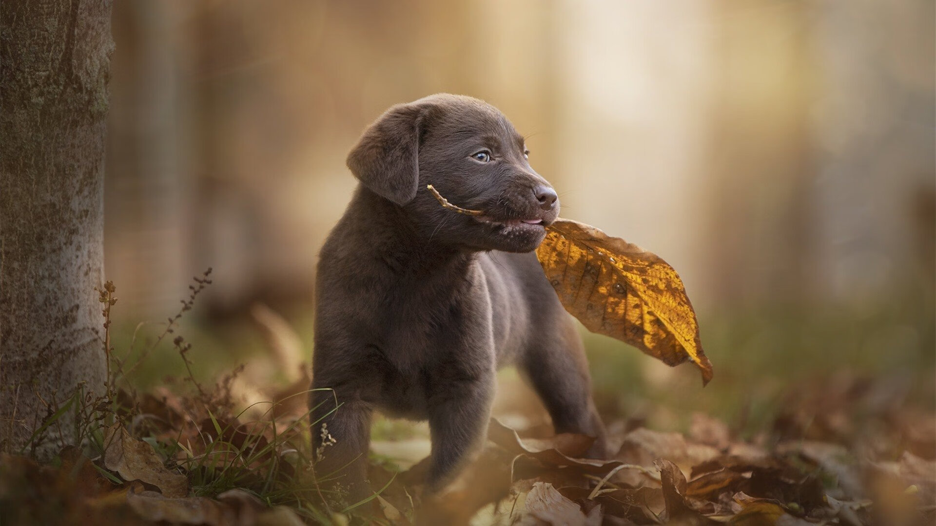AYX官网-黄蜂逐渐改变打法增加挡拆机会，黄蜂战术是什么